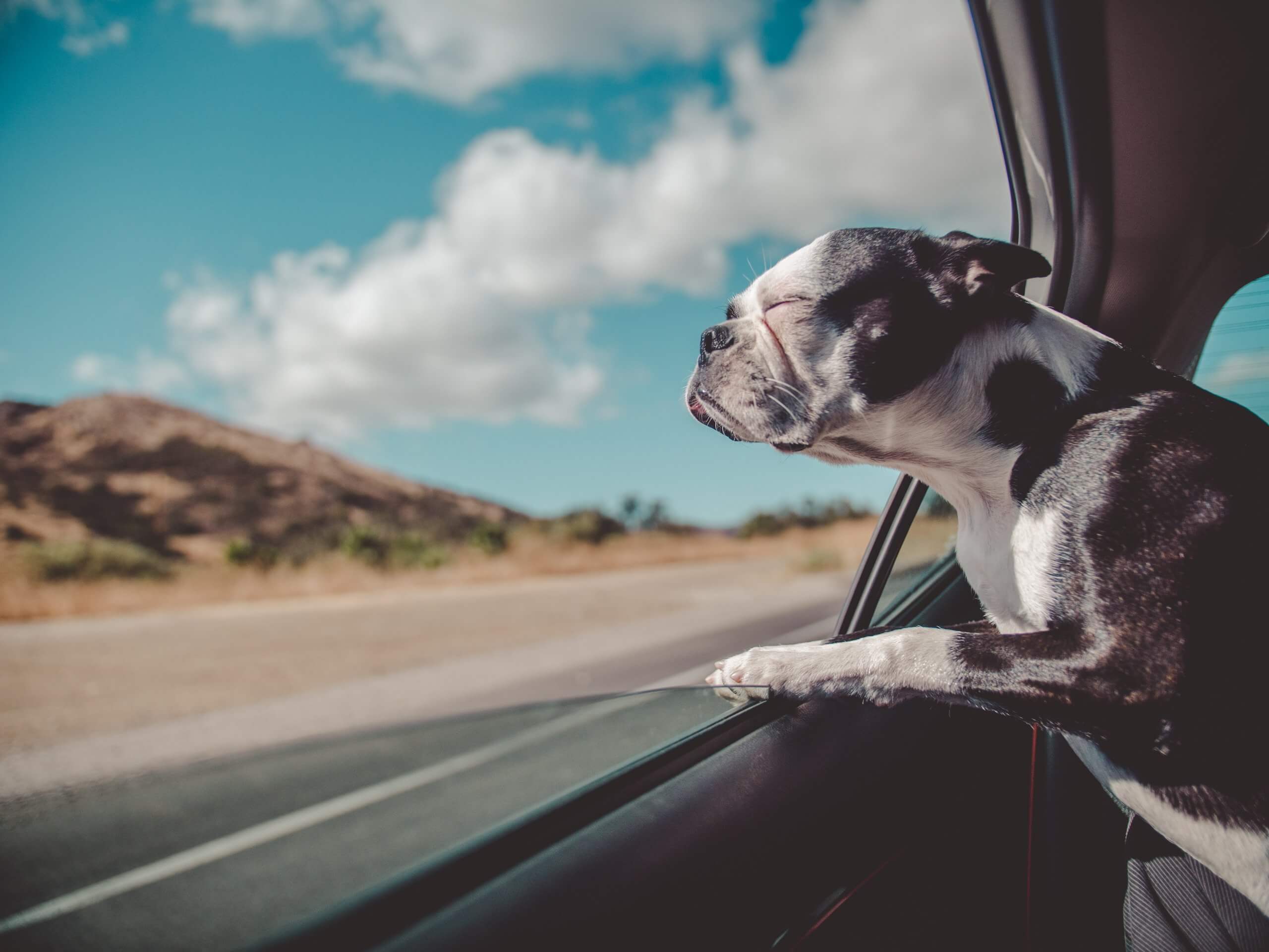 Boston terrier rides in the car with head out the window.