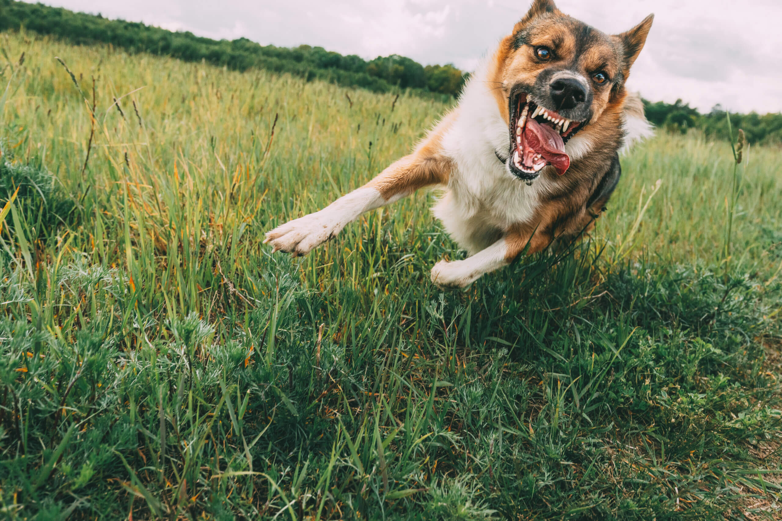 Angry Aggressive Mad Dog Running Outdoors In Green Meadow On Camera.