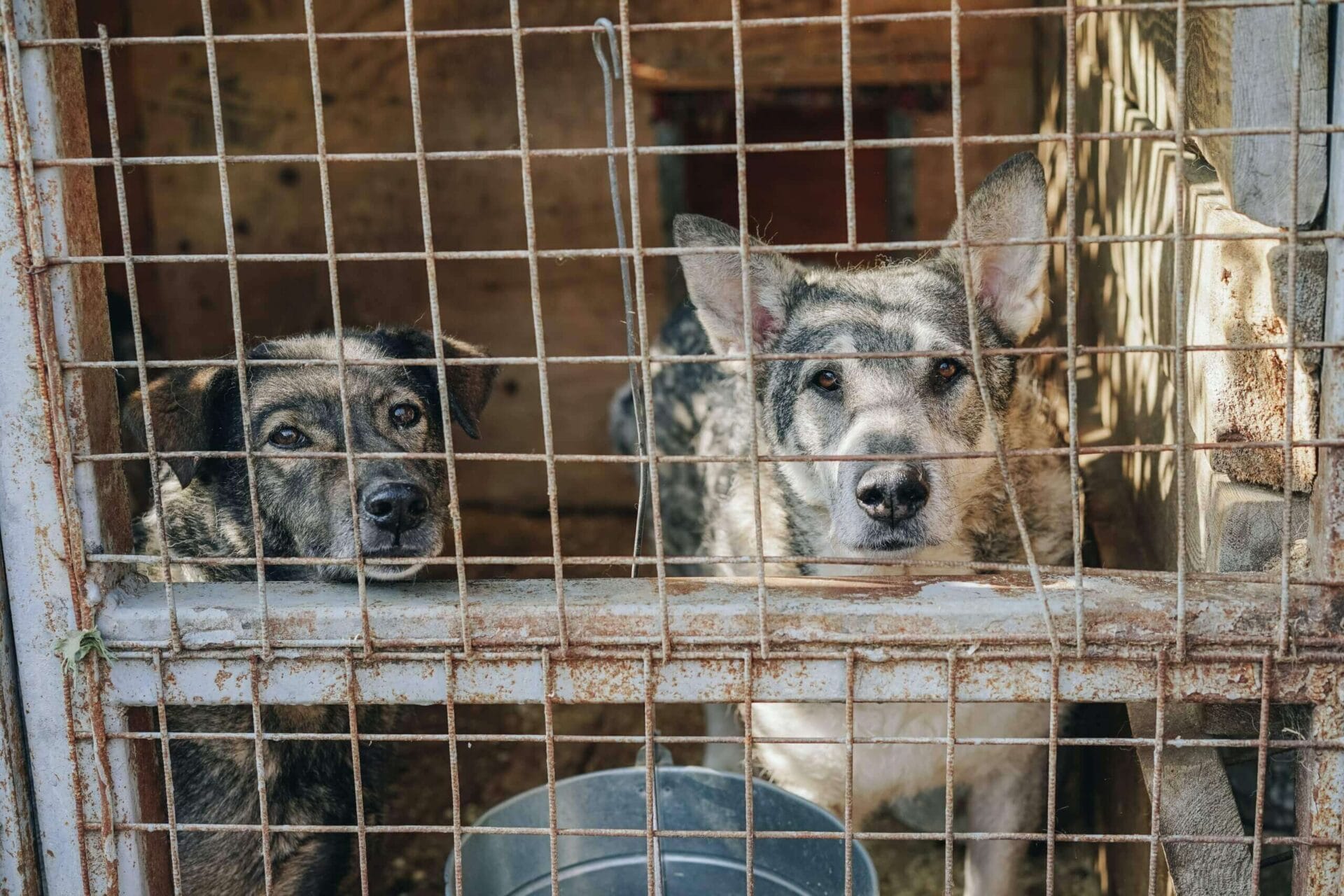 Sad dogs in a kennel